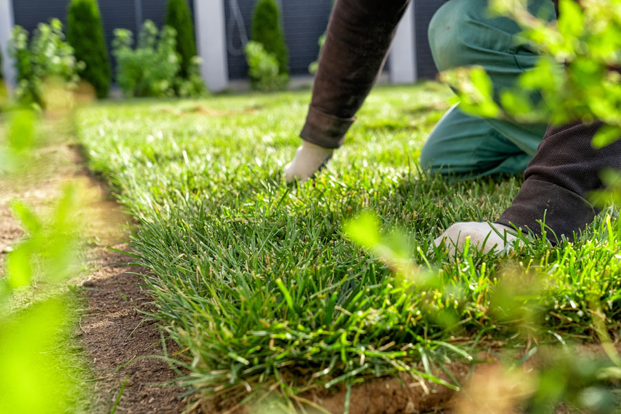 Aeration and overseeding lawn care process from Rooted Lawn & Landscape in Carmel, IN