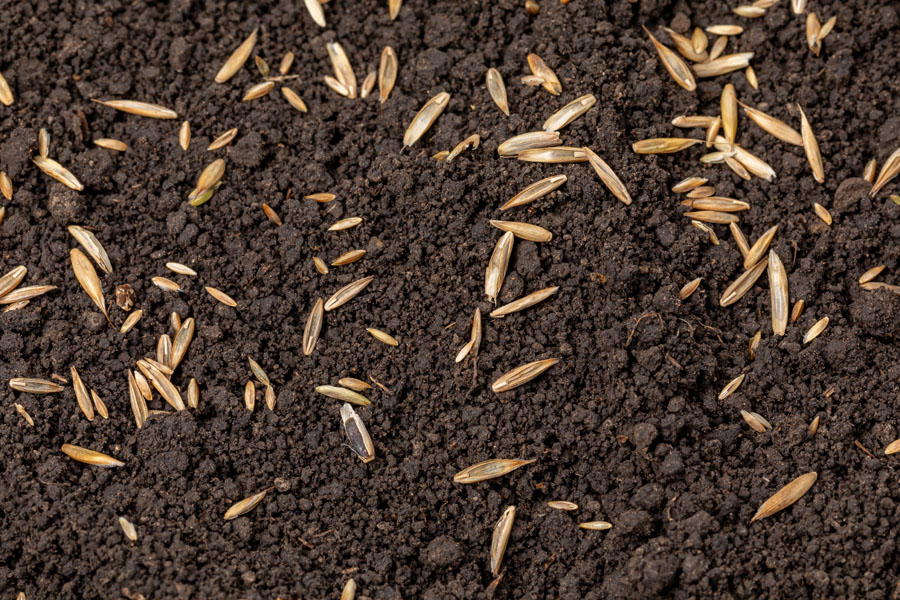 Lawn overseeding services in Carmel IN