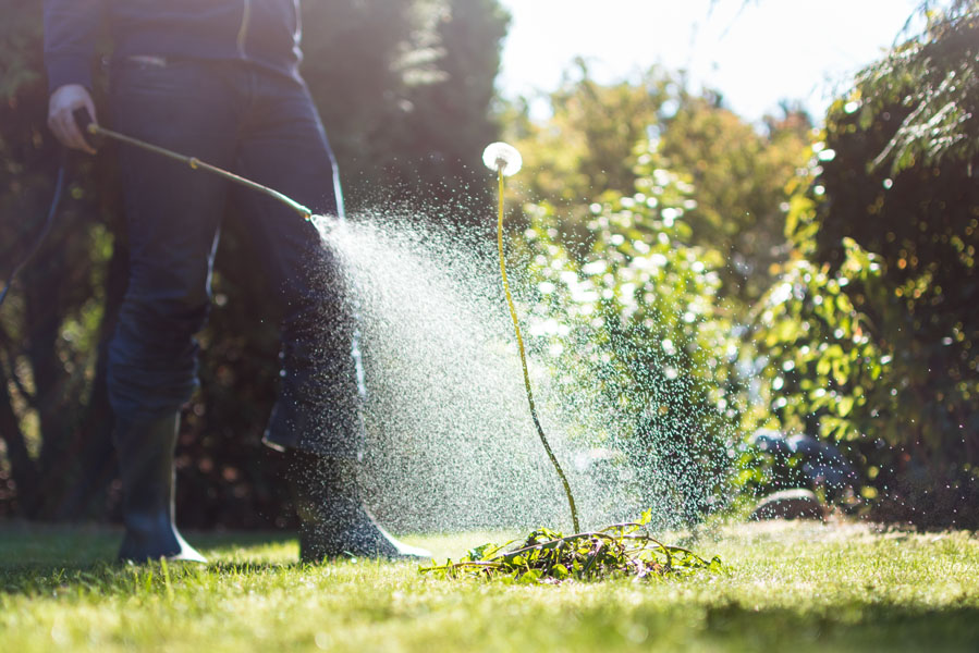 What Is the Best Time to Water Plants in Hot Summer?