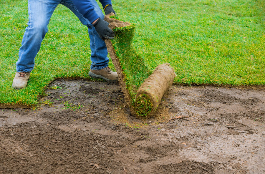 How Long Does It Take New Sod to Root in Summer Heat?