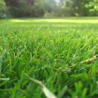 Healthy green lawn in Carmel, IN maintained in May with spring lawn care